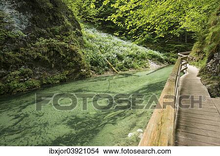 "Boardwalk in Mendlingtal valley, Mendlingbach stream, Gostling an der Ybbs, Lower Austria, Austria, Europe" View Large Photo Image Picture - "Boardwalk in Mendlingtal valley, Mendlingbach stream, Gostling an der Ybbs, Lower Austria, Austria, Europe". Fotosearch