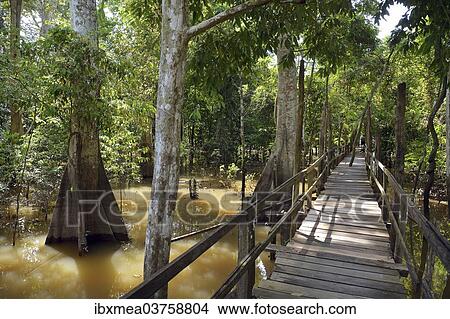 Picture - "Boardwalk in the flooded forests of Varzea, Manaus, Amazonas State, Brazil, South America". Fotosearch