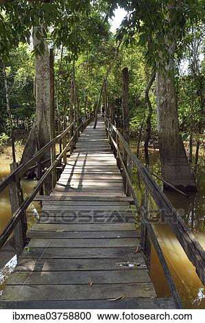 "Boardwalk in the flooded forests of Varzea, Manaus, Amazonas State, Brazil, South America" View Large Photo Image Stock Image - "Boardwalk in the flooded forests of Varzea, Manaus, Amazonas State, Brazil, South America". Fotosearch