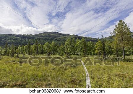 "Boardwalk over a marsh meadow, Norrbotten County, Sweden, Europe" View Large Photo Image Stock Photo - "Boardwalk over a marsh meadow, Norrbotten County, Sweden, Europe". Fotosearch