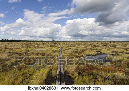 "Boardwalk through moorland, raised bog and wetland Store Mosse National Park, Smaland, Sweden, Europe" View Large Photo Image Stock Photo - "Boardwalk through moorland, raised bog and wetland Store Mosse National Park, Smaland, Sweden, Europe". Fotosearch