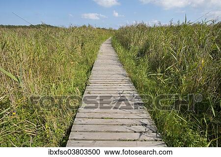 "Boardwalk through reed (Phragmites australis), Darss, Western Pomerania Lagoon Area National Park, Mecklenburg-Vorpommern, Germany, Europe" View Large Photo Image Stock Image - "Boardwalk through reed (Phragmites australis), Darss, Western Pomerania Lagoon Area National Park, Mecklenburg-Vorpommern, Germany, Europe". Fotosearch