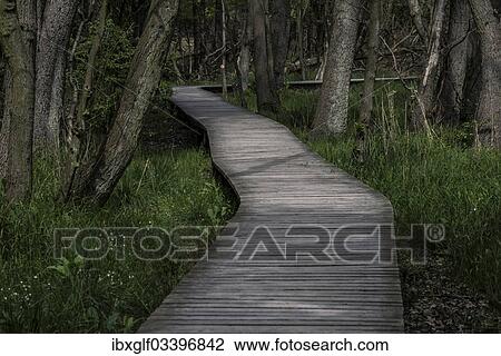 "Boardwalk through the forest, Born am Darss, Fischland-Darss-Zingst, Mecklenburg-Western Pomerania, Germany, Europe" View Large Photo Image Stock Image - "Boardwalk through the forest, Born am Darss, Fischland-Darss-Zingst, Mecklenburg-Western Pomerania, Germany, Europe". Fotosearch