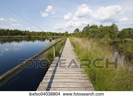 "Boardwalk through the Pietzmoor, Luneburg Heath Nature Reserve, Schneverdingen, Lower Saxony, Germany, Europe" View Large Photo Image Picture - "Boardwalk through the Pietzmoor, Luneburg Heath Nature Reserve, Schneverdingen, Lower Saxony, Germany, Europe". Fotosearch