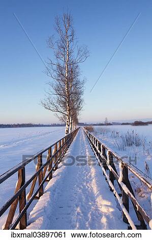 "Boardwalk, winter landscape, Federsee Lake Nature Reserve, near Bad Buchau, Upper Swabia, Baden-Wurttemberg, Germany, Europe" View Large Photo Image Stock Image - "Boardwalk, winter landscape, Federsee Lake Nature Reserve, near Bad Buchau, Upper Swabia, Baden-Wurttemberg, Germany, Europe". Fotosearch