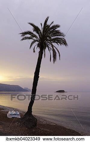 "Boat and palm tree with morning sky on the beach of La Olla in Altea, Alicante, Costa Blanca, Spain, Europe" View Large Photo Image Stock Photo - "Boat and palm tree with morning sky on the beach of La Olla in Altea, Alicante, Costa Blanca, Spain, Europe". Fotosearch