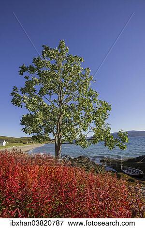 "Boat in Gamvika cove, Willowherbs in autumnal colouration at the front, Senja Island, Troms, Norway, Europe" View Large Photo Image Stock Photo - "Boat in Gamvika cove, Willowherbs in autumnal colouration at the front, Senja Island, Troms, Norway, Europe". Fotosearch