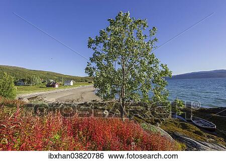 "Boat in Gamvika cove, Willowherbs in autumnal colouration at the front, Senja Island, Troms, Norway, Europe" View Large Photo Image Stock Photograph - "Boat in Gamvika cove, Willowherbs in autumnal colouration at the front, Senja Island, Troms, Norway, Europe". Fotosearch
