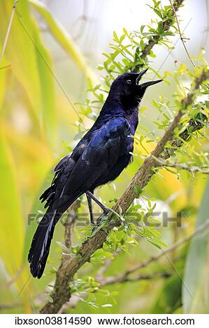 "Boat-tailed Grackle (Quiscalus major), male, calling, Wakodahatchee Wetlands, Delray Beach, Florida, USA" View Large Photo Image Stock Image - "Boat-tailed Grackle (Quiscalus major), male, calling, Wakodahatchee Wetlands, Delray Beach, Florida, USA". Fotosearch