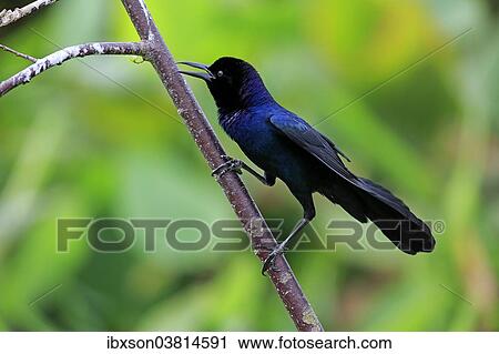 "Boat-tailed Grackle (Quiscalus major), male, calling, Wakodahatchee Wetlands, Delray Beach, Florida, USA" View Large Photo Image Stock Image - "Boat-tailed Grackle (Quiscalus major), male, calling, Wakodahatchee Wetlands, Delray Beach, Florida, USA". Fotosearch
