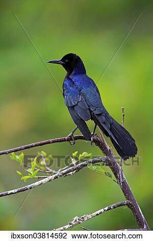 "Boat-tailed Grackle (Quiscalus major), male, Wakodahatchee Wetlands, Delray Beach, Florida, USA" View Large Photo Image Stock Image - "Boat-tailed Grackle (Quiscalus major), male, Wakodahatchee Wetlands, Delray Beach, Florida, USA". Fotosearch