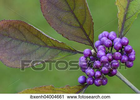 "Bodinier's Beautyberry (Callicarpa bodinieri), Emsland, Lower Saxony, Germany, Europe" View Large Photo Image Stock Image - "Bodinier's Beautyberry (Callicarpa bodinieri), Emsland, Lower Saxony, Germany, Europe". Fotosearch