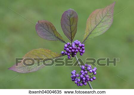 "Bodinier's Beautyberry (Callicarpa bodinieri), Emsland, Lower Saxony, Germany, Europe" View Large Photo Image Stock Photography - "Bodinier's Beautyberry (Callicarpa bodinieri), Emsland, Lower Saxony, Germany, Europe". Fotosearch