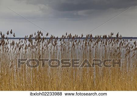 Stock Photo - "Bodstedter Bodden lagoon, between Born and Wieck, Darss, Mecklenburg-Western Pomerania, Germany, Europe". Fotosearch