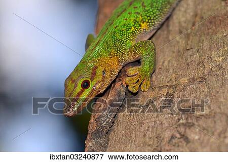 "Boehme's Day Gecko (Phelsuma boehmi), Analamazaotra, Ost-Madagaskar, Madagascar, Africa" View Large Photo Image Stock Photo - "Boehme's Day Gecko (Phelsuma boehmi), Analamazaotra, Ost-Madagaskar, Madagascar, Africa". Fotosearch
