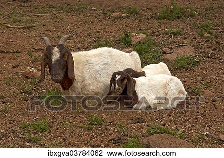 Stock Image - "Boer Goat doe with a kid, near Kuboes, Richtersveld, Northern Cape Province, South Africa, Africa". Fotosearch