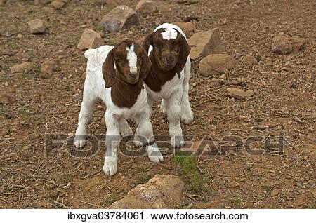 Stock Image - "Boer Goat kids, near Kuboes, Richtersveld, Northern Cape Province, South Africa, Africa". Fotosearch