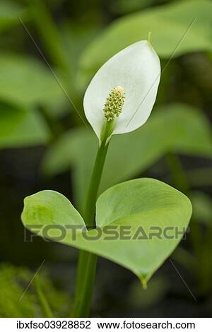 "Bog Arum (Calla palustris), flower, Lower Saxony, Germany, Europe" View Large Photo Image Stock Image - "Bog Arum (Calla palustris), flower, Lower Saxony, Germany, Europe". Fotosearch