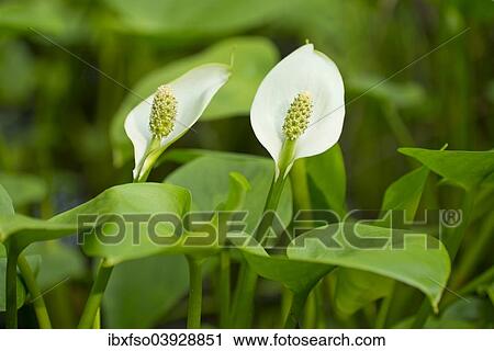 "Bog Arum (Calla palustris), flowers, Lower Saxony, Germany, Europe" View Large Photo Image Stock Image - "Bog Arum (Calla palustris), flowers, Lower Saxony, Germany, Europe". Fotosearch