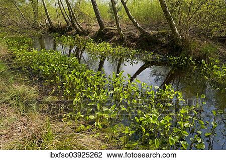 "Bog Arum (Calla palustris), leaves, Grosses Moor nature reserve, Lower Saxony, Germany, Europe" View Large Photo Image Stock Image - "Bog Arum (Calla palustris), leaves, Grosses Moor nature reserve, Lower Saxony, Germany, Europe". Fotosearch