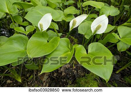 "Bog Arum (Calla palustris), Lower Saxony, Germany, Europe" View Large Photo Image Stock Image - "Bog Arum (Calla palustris), Lower Saxony, Germany, Europe". Fotosearch
