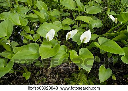 "Bog Arum (Calla palustris), Lower Saxony, Germany, Europe" View Large Photo Image Stock Photo - "Bog Arum (Calla palustris), Lower Saxony, Germany, Europe". Fotosearch