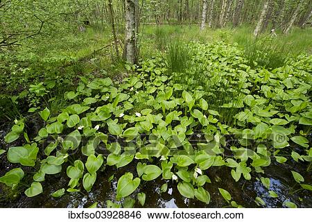 "Bog Arum (Calla palustris), Vogelmoor Nature Reserve, Lower Saxony, Germany, Europe" View Large Photo Image Stock Photograph - "Bog Arum (Calla palustris), Vogelmoor Nature Reserve, Lower Saxony, Germany, Europe". Fotosearch
