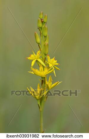 "Bog Asphodel (Narthecium ossifragum), Emsland, Lower Saxony, Germany, Europe" View Large Photo Image Stock Image - "Bog Asphodel (Narthecium ossifragum), Emsland, Lower Saxony, Germany, Europe". Fotosearch