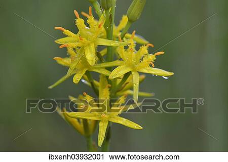 Stock Image - "Bog Asphodel (Narthecium ossifragum), Emsland, Lower Saxony, Germany, Europe". Fotosearch
