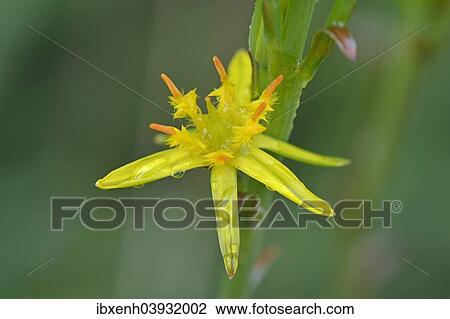 "Bog Asphodel (Narthecium ossifragum), Emsland, Lower Saxony, Germany, Europe" View Large Photo Image Stock Image - "Bog Asphodel (Narthecium ossifragum), Emsland, Lower Saxony, Germany, Europe". Fotosearch