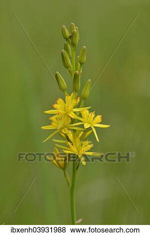 Stock Photo - "Bog Asphodel (Narthecium ossifragum), Emsland, Lower Saxony, Germany, Europe". Fotosearch