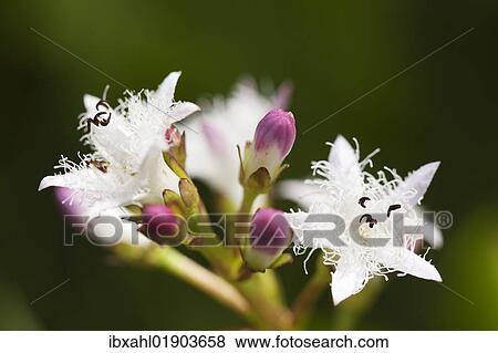 Stock Photo - "Bog-bean and Buckbean (Menyanthes trifoliata), Bavarian Forest, Bavaria, Germany, Europe". Fotosearch