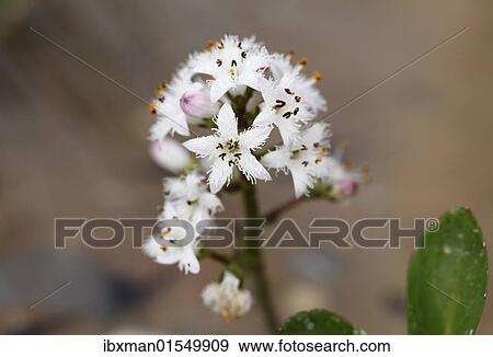 "Bog-bean or buckbean (Menyanthes trifoliata), medicinal plant" View Large Photo Image Stock Photo - "Bog-bean or buckbean (Menyanthes trifoliata), medicinal plant". Fotosearch