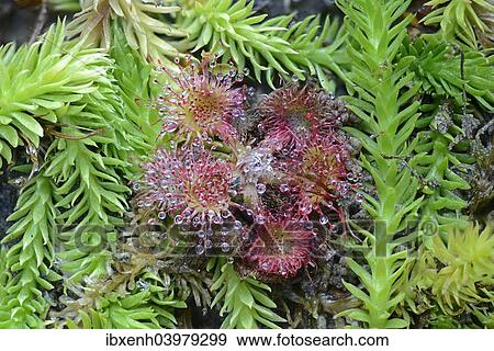 "Bog Clubmoss (Lycopodiella inundata) and Round-leafed Sundew (Drosera rotundifolia), Emsland, Lower Saxony, Germany, Europe" View Large Photo Image Stock Photo - "Bog Clubmoss (Lycopodiella inundata) and Round-leafed Sundew (Drosera rotundifolia), Emsland, Lower Saxony, Germany, Europe". Fotosearch