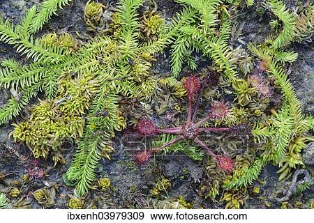 "Bog Clubmoss (Lycopodiella inundata) and Round-leafed Sundew (Drosera rotundifolia), Emsland, Lower Saxony, Germany, Europe" View Large Photo Image Stock Photo - "Bog Clubmoss (Lycopodiella inundata) and Round-leafed Sundew (Drosera rotundifolia), Emsland, Lower Saxony, Germany, Europe". Fotosearch