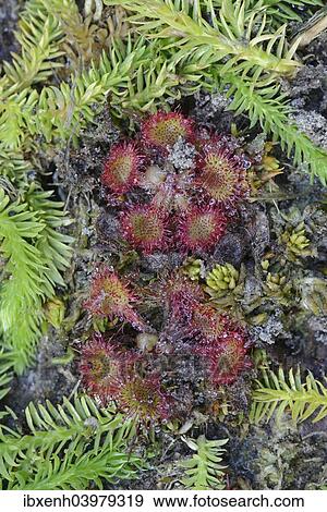 "Bog Clubmoss (Lycopodiella inundata) and Round-leafed Sundew (Drosera rotundifolia), Emsland, Lower Saxony, Germany, Europe" View Large Photo Image Stock Photo - "Bog Clubmoss (Lycopodiella inundata) and Round-leafed Sundew (Drosera rotundifolia), Emsland, Lower Saxony, Germany, Europe". Fotosearch