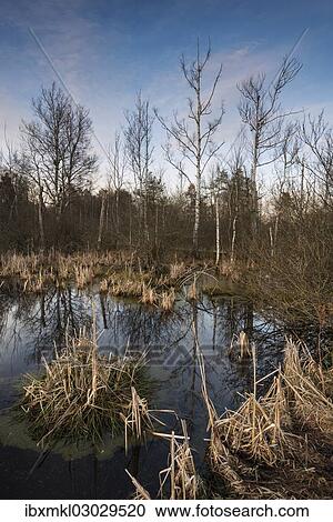 "Bog in Schwenninger Moos Nature Reserve, Schwarzwald, Villingen-Schwenningen, Baden-Wurttemberg, Germany, Europe" View Large Photo Image Stock Image - "Bog in Schwenninger Moos Nature Reserve, Schwarzwald, Villingen-Schwenningen, Baden-Wurttemberg, Germany, Europe". Fotosearch