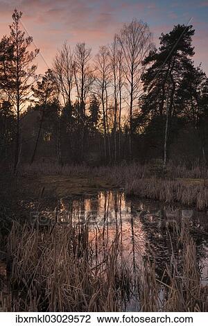 "Bog in Schwenninger Moos Nature Reserve, Schwarzwald, Villingen-Schwenningen, Baden-Wurttemberg, Germany, Europe" View Large Photo Image Stock Image - "Bog in Schwenninger Moos Nature Reserve, Schwarzwald, Villingen-Schwenningen, Baden-Wurttemberg, Germany, Europe". Fotosearch