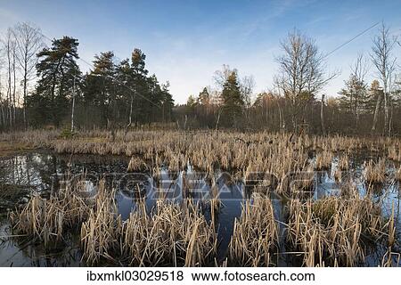 Stock Photo - "Bog in Schwenninger Moos Nature Reserve, Schwarzwald, Villingen-Schwenningen, Baden-Wurttemberg, Germany, Europe". Fotosearch