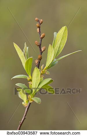 "Bog Myrtle or Sweet Gale (Myrica gale), Lower Saxony, Germany, Europe" View Large Photo Image Stock Photo - "Bog Myrtle or Sweet Gale (Myrica gale), Lower Saxony, Germany, Europe". Fotosearch