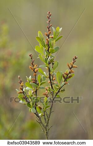 "Bog Myrtle or Sweet Gale (Myrica gale), Lower Saxony, Germany, Europe" View Large Photo Image Stock Photo - "Bog Myrtle or Sweet Gale (Myrica gale), Lower Saxony, Germany, Europe". Fotosearch