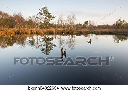 "Bog pond in the evening, Hahnenmoor Nature Reserve, Emsland, Lower Saxony, Germany, Europe" View Large Photo Image Picture - "Bog pond in the evening, Hahnenmoor Nature Reserve, Emsland, Lower Saxony, Germany, Europe". Fotosearch