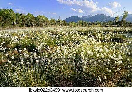"Bog pond in the foothills of the Alps with Hare's-tail Cottongrass, Tussock Cottongrass or Sheathed Cottonsedge (Eriophorum vaginatum L. ), near Rosenheim, Bavaria, Germany, Europe" View Large Photo Image Stock Photo - "Bog pond in the foothills of the Alps with Hare's-tail Cottongrass, Tussock Cottongrass or Sheathed Cottonsedge (Eriophorum vaginatum L. ), near Rosenheim, Bavaria, Germany, Europe". Fotosearch