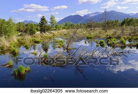 "Bog pond with dead trees, Grundbeckenmoor near Rosenheim, alpine upland, Bavaria, Germany, Europe" View Large Photo Image Stock Photography - "Bog pond with dead trees, Grundbeckenmoor near Rosenheim, alpine upland, Bavaria, Germany, Europe". Fotosearch