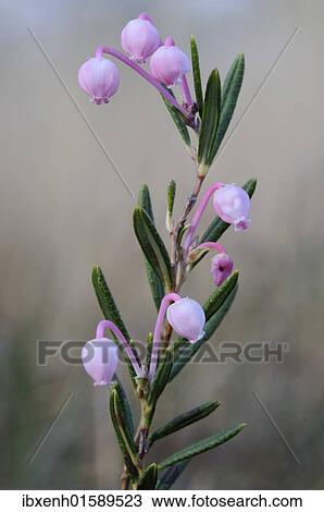 Bog-rosemary (Andromeda polifolia) View Large Photo Image Stock Image - Bog-rosemary (Andromeda polifolia). Fotosearch