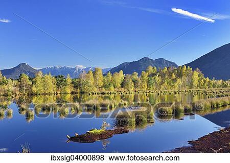 "Bog with Bulrush (Schoenoplectus lacustris) and Downy Birches (Betula pubescens), renatured peat bog, Grundbeckenmoor, peat bog relic from the Wurm glacial period, Koller Filze near Raubling, Bavaria, Germany, Europe" View Large Photo Image Stock Photo - "Bog with Bulrush (Schoenoplectus lacustris) and Downy Birches (Betula pubescens), renatured peat bog, Grundbeckenmoor, peat bog relic from the Wurm glacial period, Koller Filze near Raubling, Bavaria, Germany, Europe". Fotosearch