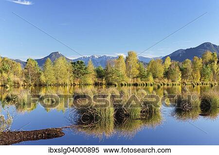 "Bog with Bulrush (Schoenoplectus lacustris) and Downy Birches (Betula pubescens), renatured peat bog, Grundbeckenmoor, peat bog relic from the Wurm glacial period, Koller Filze near Raubling, Bavaria, Germany, Europe" View Large Photo Image Stock Photography - "Bog with Bulrush (Schoenoplectus lacustris) and Downy Birches (Betula pubescens), renatured peat bog, Grundbeckenmoor, peat bog relic from the Wurm glacial period, Koller Filze near Raubling, Bavaria, Germany, Europe". Fotosearch