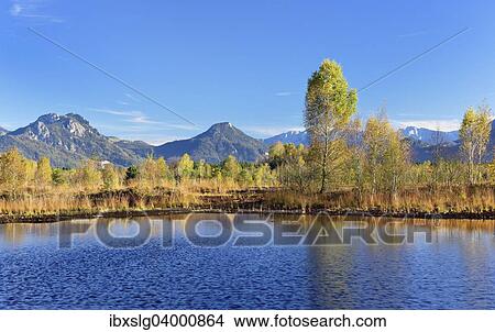 "Bog with with Downy Birch trees (Betula pubescens), Chiemgau Alps at the back, Inn Valley, Heuberg, Grundbeckenmoor, peat bog relic from the Wurm glacial period, Koller Filze near Raubling, Bavaria, Germany, Europe" View Large Photo Image Picture - "Bog with with Downy Birch trees (Betula pubescens), Chiemgau Alps at the back, Inn Valley, Heuberg, Grundbeckenmoor, peat bog relic from the Wurm glacial period, Koller Filze near Raubling, Bavaria, Germany, Europe". Fotosearch