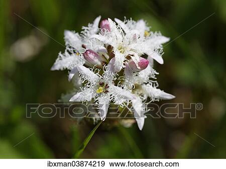 "Bogbean (Menyanthes trifoliata), Upper Bavaria, Bavaria, Germany, Europe" View Large Photo Image Stock Photo - "Bogbean (Menyanthes trifoliata), Upper Bavaria, Bavaria, Germany, Europe". Fotosearch