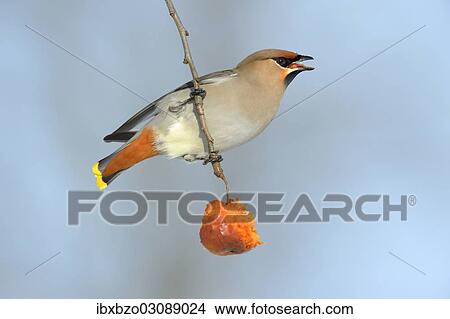 Picture - "Bohemian Waxwing (Bombycilla garrulus) eating an overripe frozen apple in winter, Swabian Alb biosphere reserve, Baden-Wurttemberg, Germany, Europe". Fotosearch